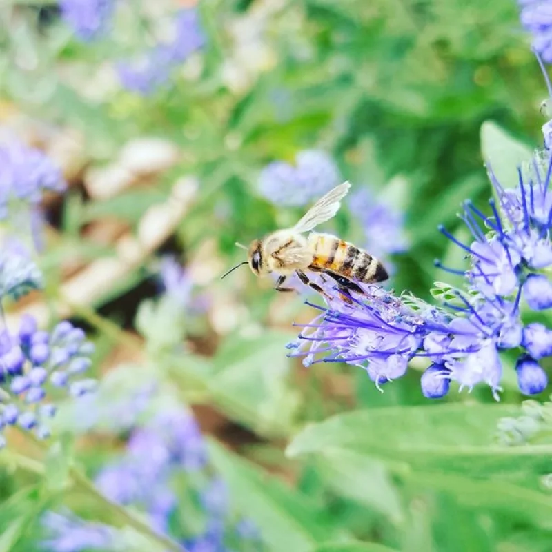 Essential Woven Watering Can